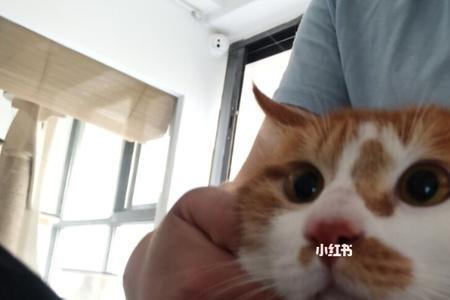 像不像什么意思