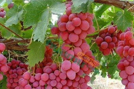 2023年值得种植的葡萄品种