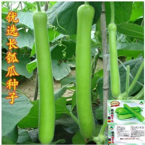 瓠子瓜可以自己留种吗