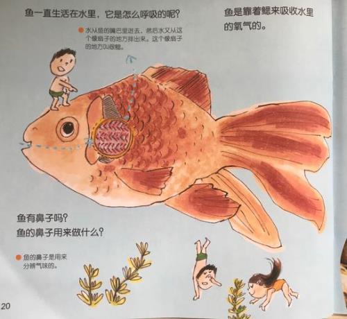 小鱼游到了小青蛙身边扩句