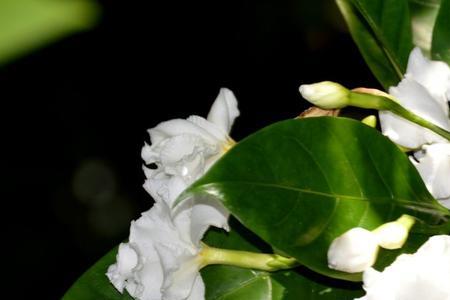 狗牙花叶子上有白色颗粒