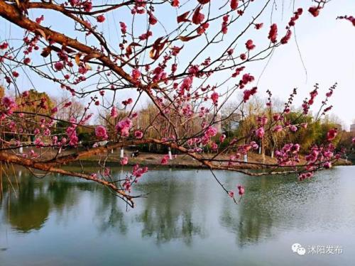 林花未吐怯轻寒什么意思