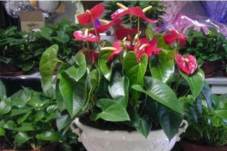 红掌开花时换盆行吗