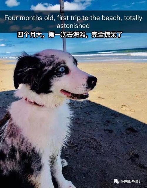 喵喵汪汪女主最后跟谁在一起