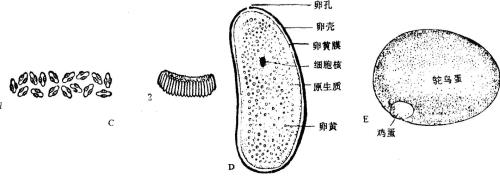 地卵是什么