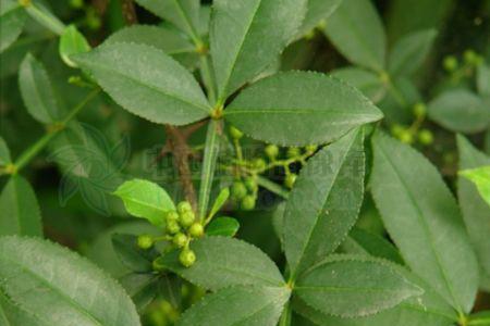 啥植物的叶子像花椒