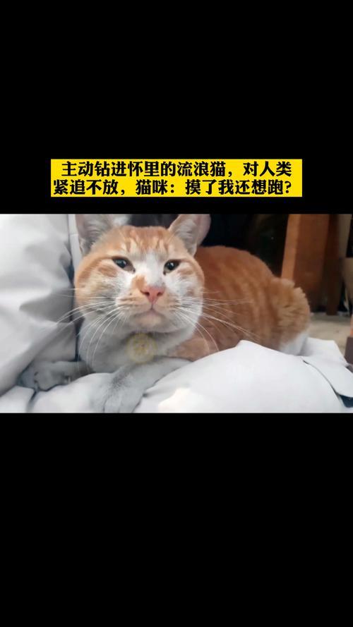 紧追不放的意思