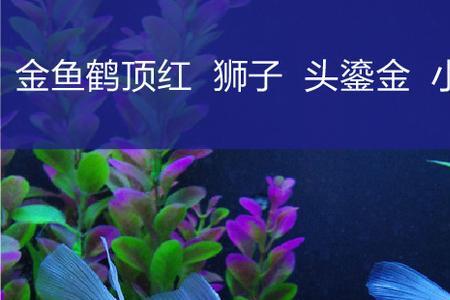 鎏金鱼怎么养