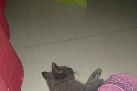 驱赶猫最简单实用的办法