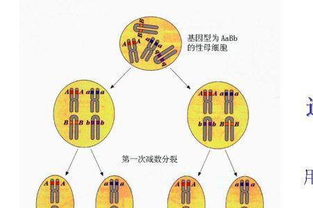 噬菌翎读音