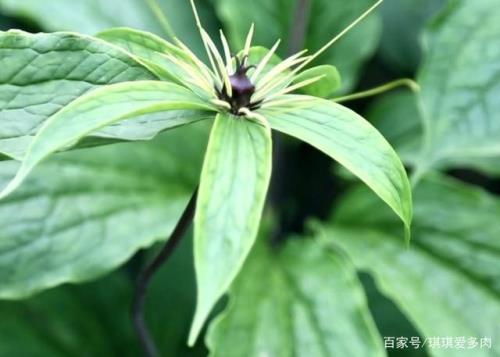 重楼三年苗栽种行距株距各多少