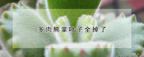 熊掌会有的是啥意思