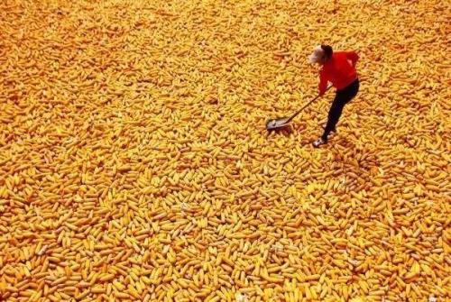 江苏玉米补贴每亩多少