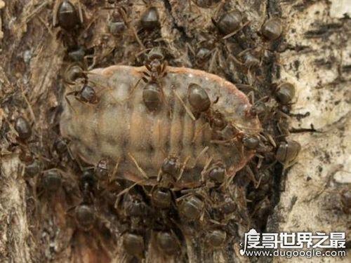 不死虫学名叫什么