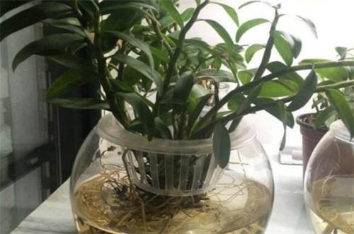 石斛兰可以用玻璃瓶水培吗