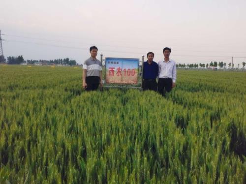 西农836播种量多少斤