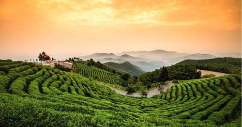 茶山是好是坏