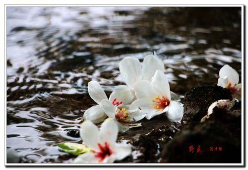 落花无情，流水有意什么意思