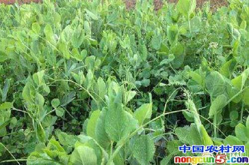 湿豌豆角亩产量多少公斤