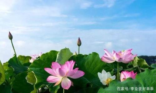 几枚荷叶对不对