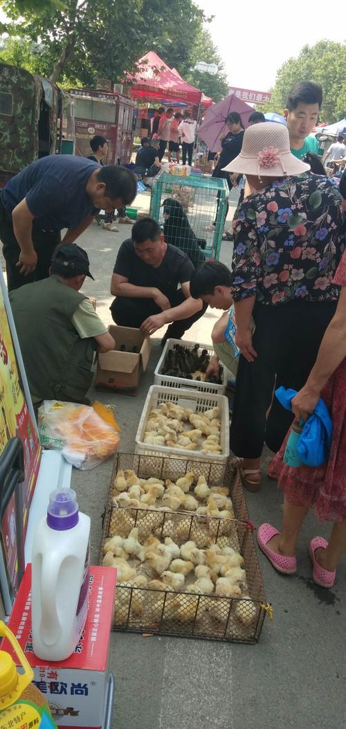 许昌花鸟市场都有什么动物
