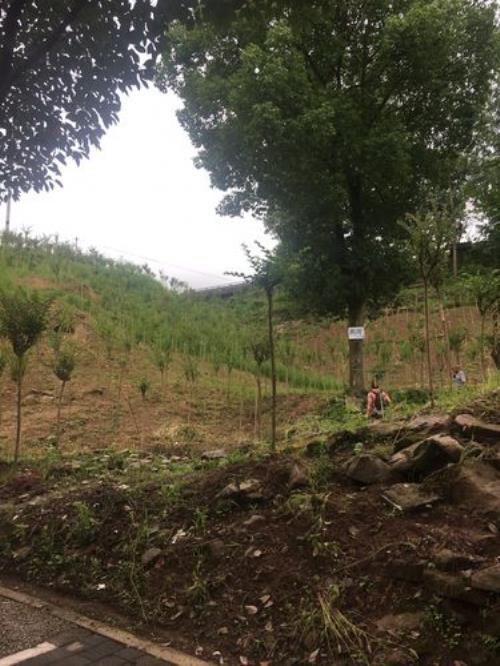 承包荒山能建大棚吗
