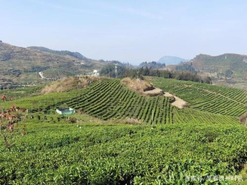 承包村集体茶园能建房吗