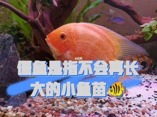鱼几个月可以长大
