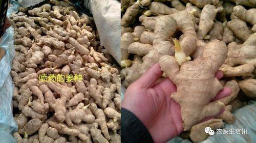 广东七月份能种姜吗