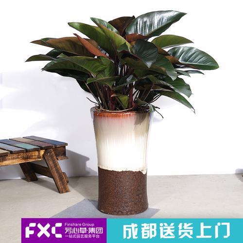 8月份网购金钻能栽活吗