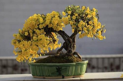 迎春花什么季节剪枝最好