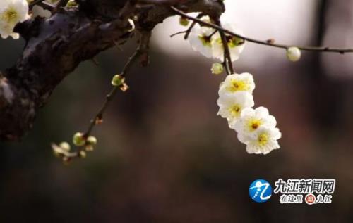 皆付笑影中啥意思