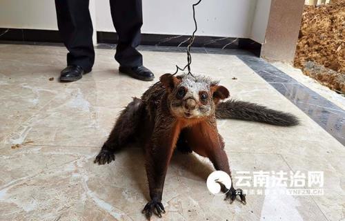 养了半年的松鼠我放生行么