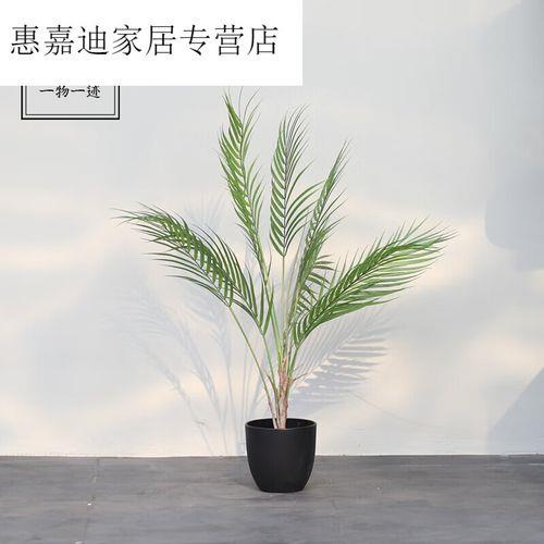 散尾葵卷叶怎么回事