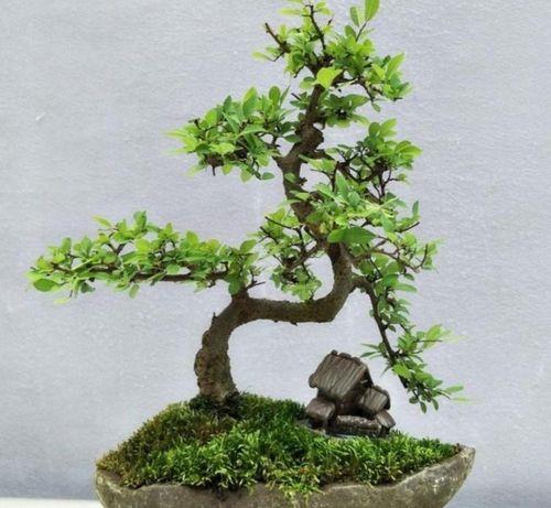 榆树移栽后不生根干枯补救法