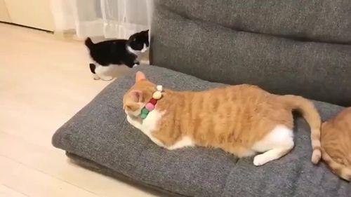 猫也逃不过真香定律