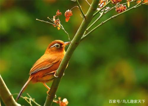 画眉鸟，吃虾皮儿行不行