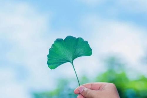 广东白果又称呼什么