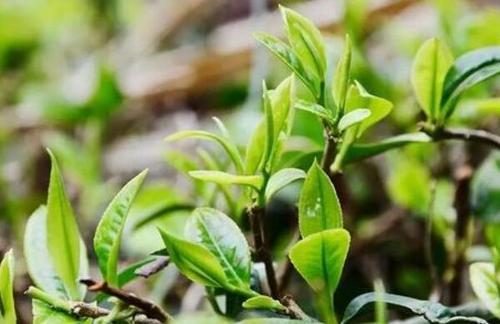 莽枝古树茶哪个山头最好