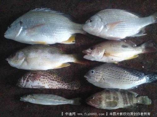 黄脚腊在半咸水中怎么钓