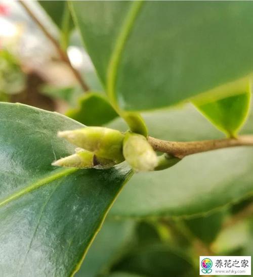 茶树壳可以种花吗