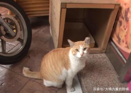 流浪猫在门口不走寓意