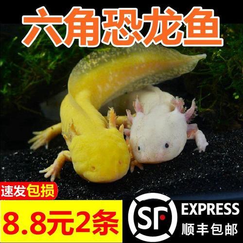 六角恐龙的卵多少天能变成小鱼