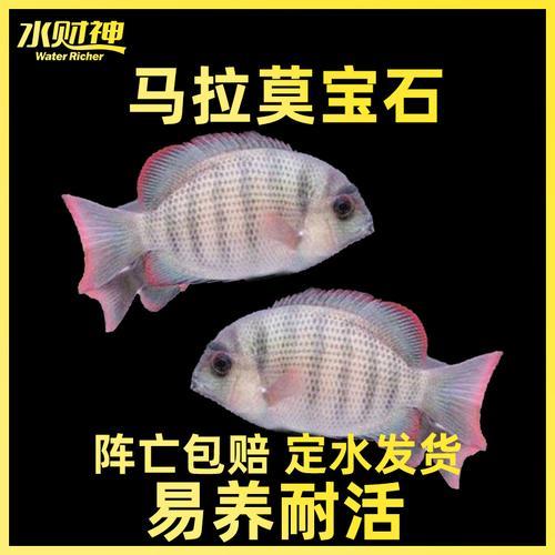 马拉莫宝石鱼介绍