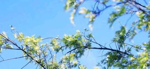 迷离劫俊逸秋月后来什么结局