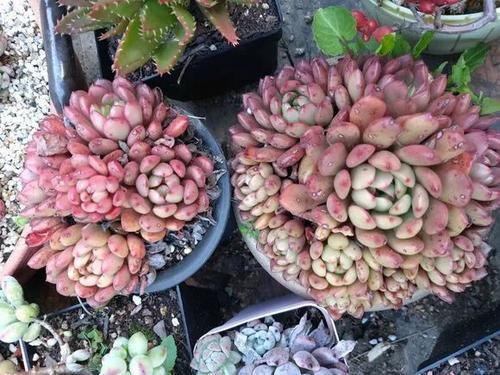 花盆外面的白色结晶是硝还是碱