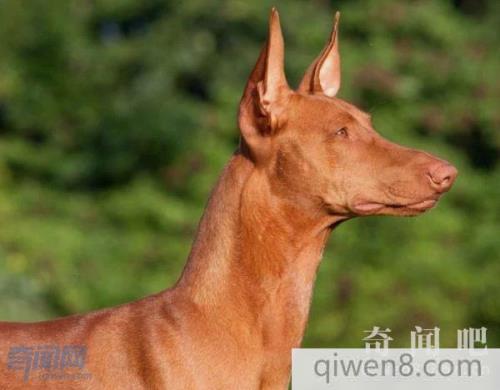 十大名犬排行