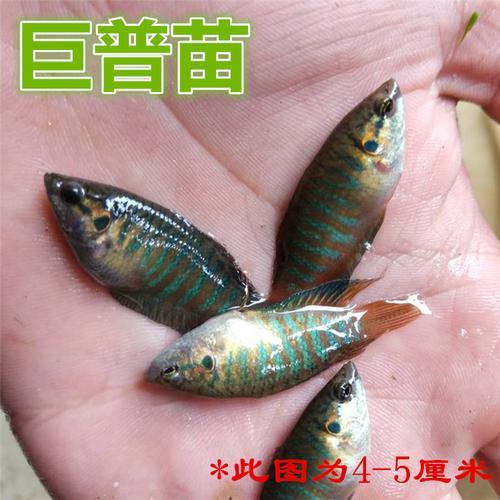 国斗母鱼产卵是一次性产完吗