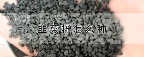 东北韭菜籽种植方法和时间