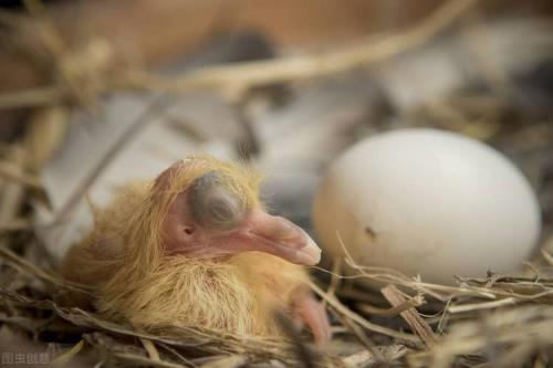 鸽子换食多久下蛋